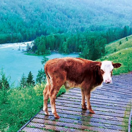 一生必游：天池、吐鲁番、喀纳斯、伊犁北疆环游10日